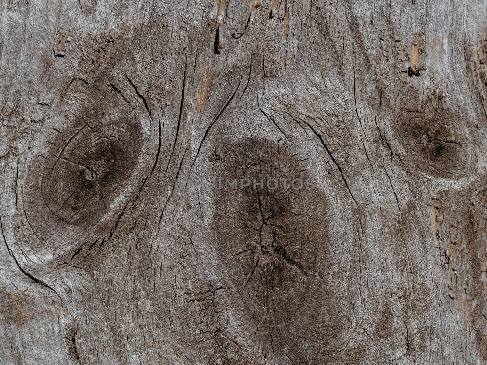 texture of the tree cut close-up. Wooden natural background