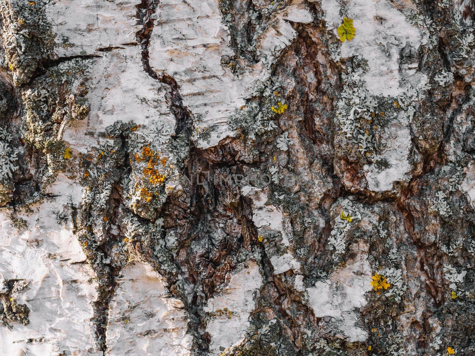 texture of the tree bark of a birch close up