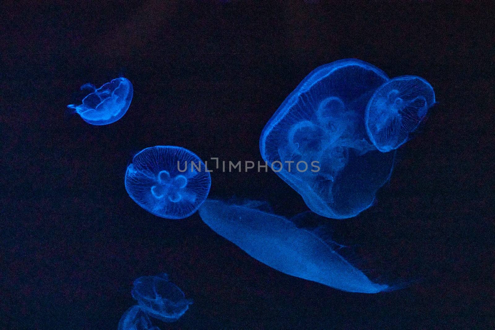 Ethereal jellyfish float in a luminous blue abyss at Fort Wayne Children's Zoo, Indiana.