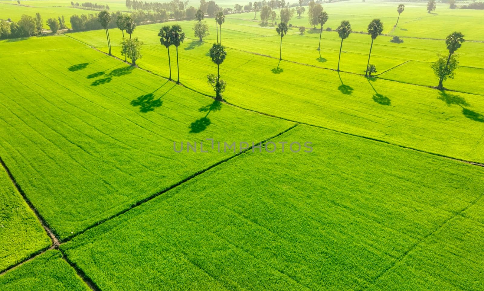 Aerial view of green rice field. Above view of agricultural field. Rice plants. Natural pattern of green rice farm. Nature landscape. Sustainable agriculture. Carbon neutrality. Green environment.