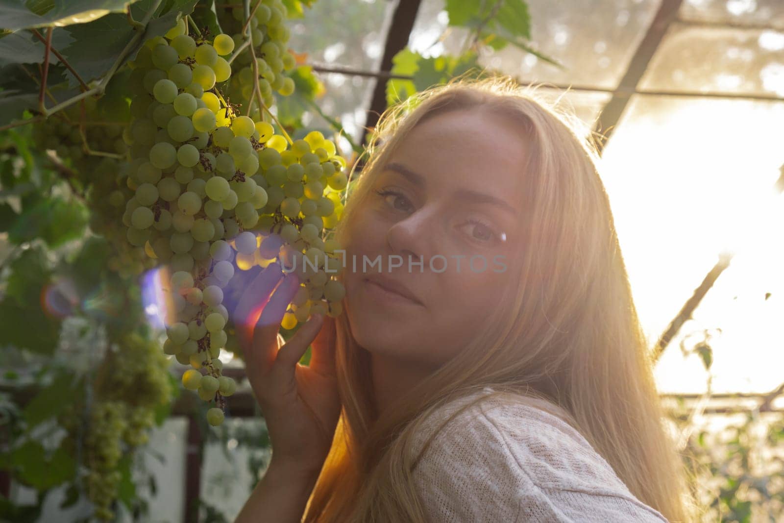 Winemaker happy for harvest grape in vineyard open air during sunset. Farmer smiles to camera Organic home gardening and cultivation of greenery concept. Locally grown fresh fruits