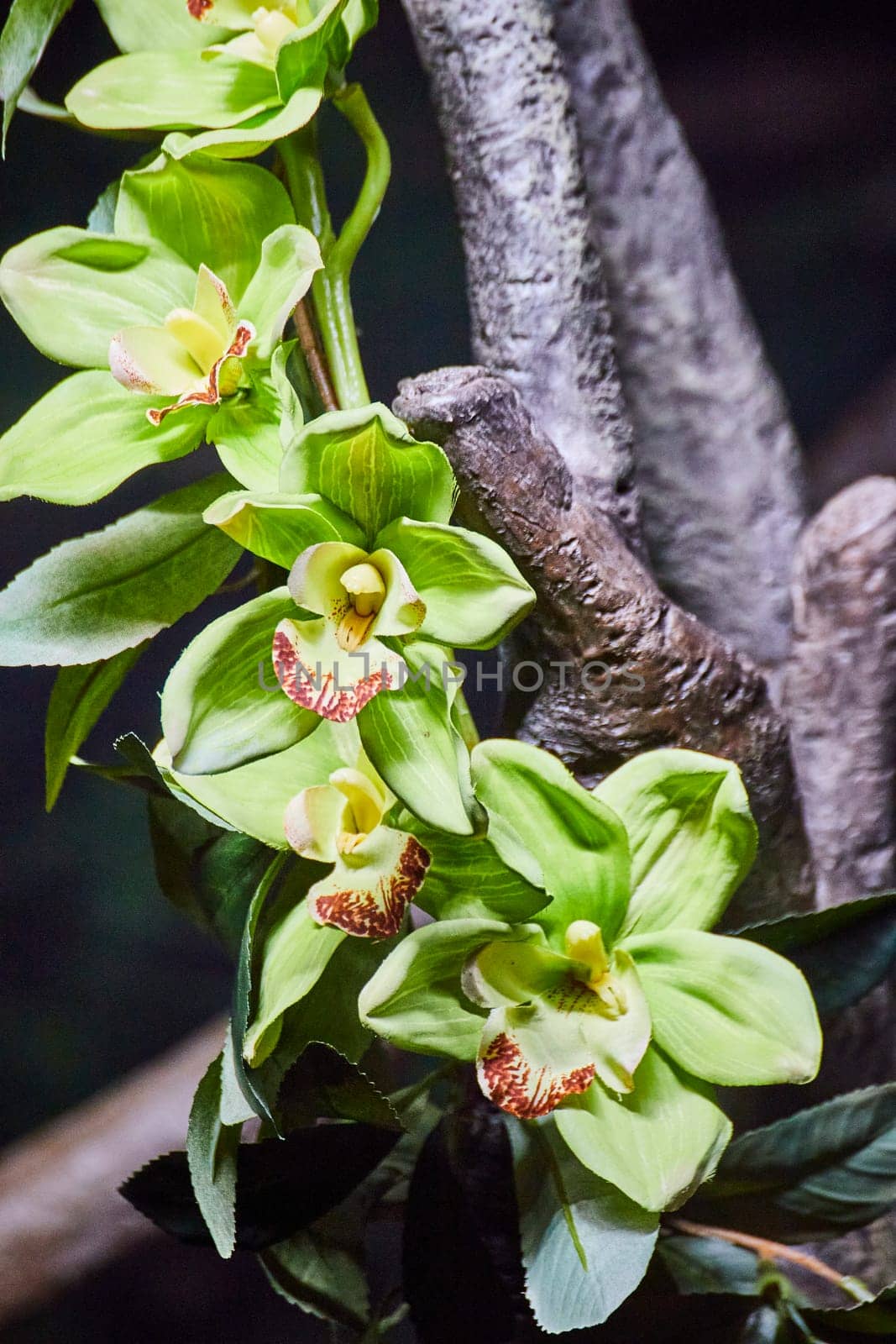 Close-up of a unique green orchid in a serene botanical setting, Fort Wayne, showcasing nature's intricate artistry.