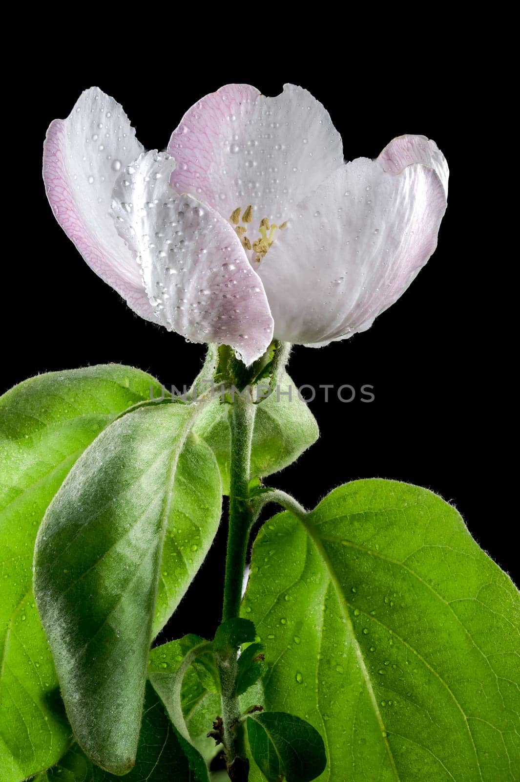 Beautiful white Quince tree flower blossom isolated on a black background. Flower head close-up.