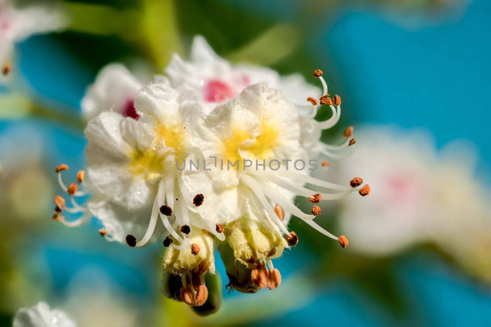 Blooming chestnut tree flowers on a blue background by Multipedia