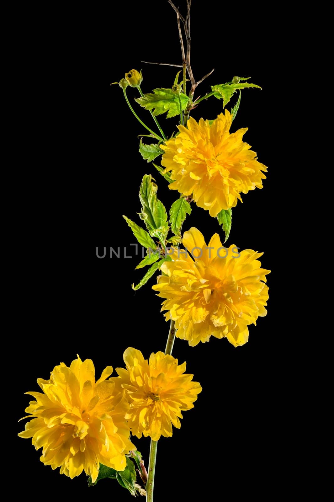 Blooming kerria japonica flowers on a black background by Multipedia