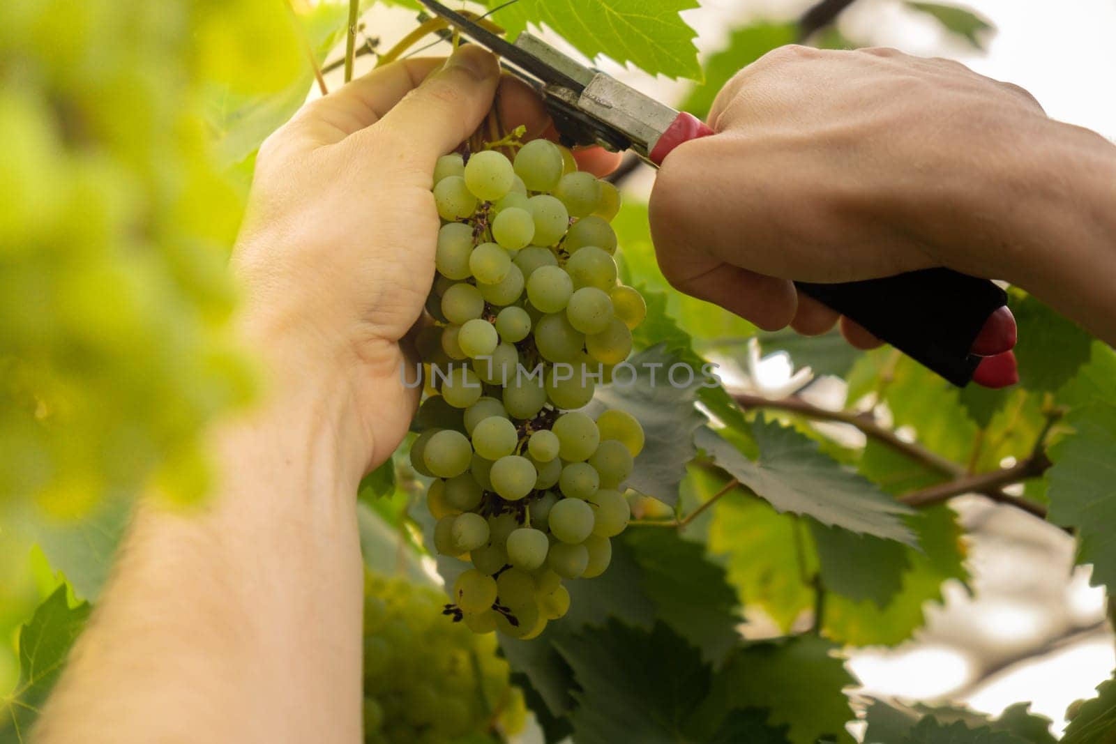 Close up of winemaker hands collect grape in vineyard open air during sunset. Organic home gardening and cultivation of greenery concept. Locally grown by anna_stasiia