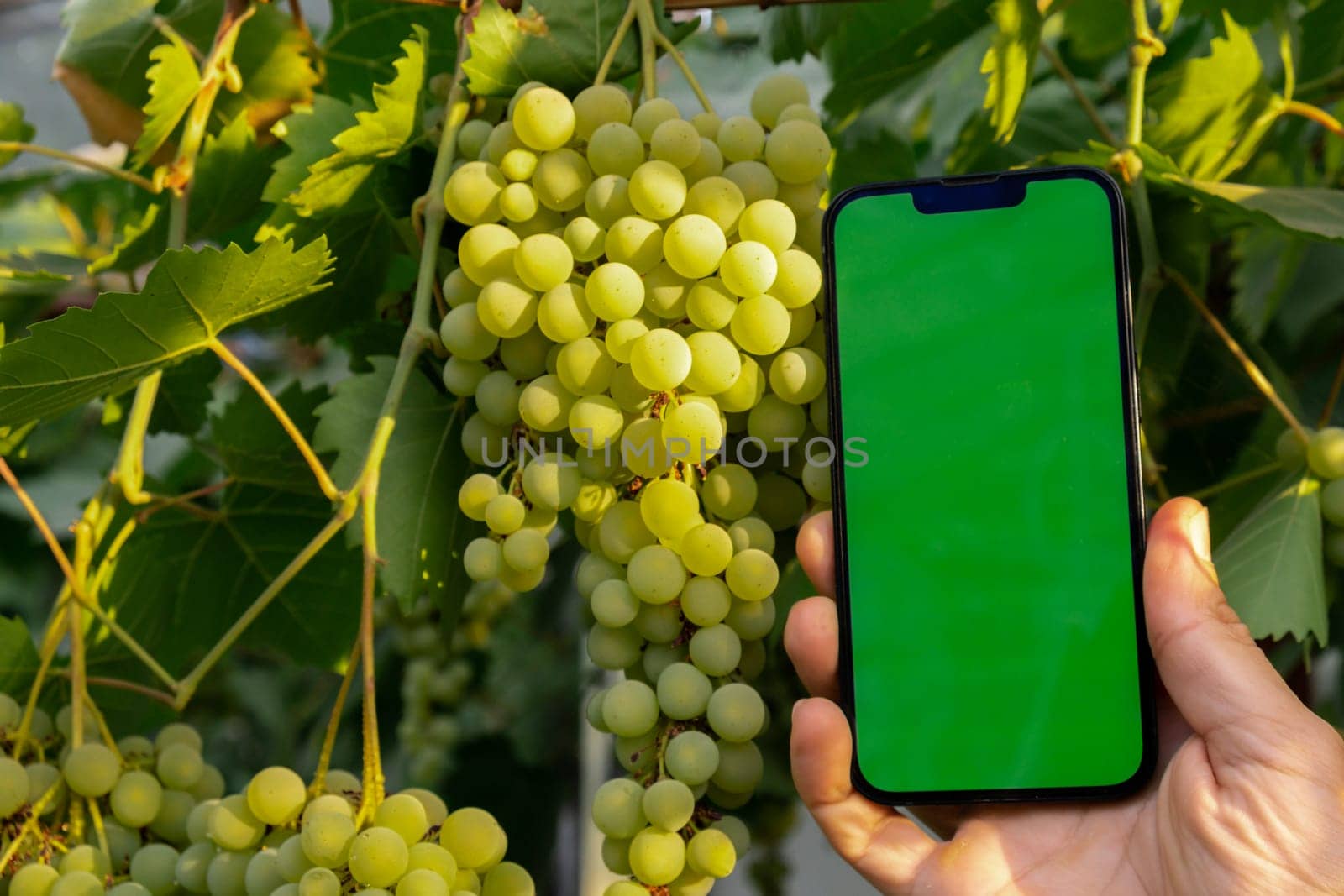 Farmer hand holding mobile phone with empty green chroma key screen. Mock up outside on farm agriculture concept. Green fresh grapes background. Harvesting technology innovations