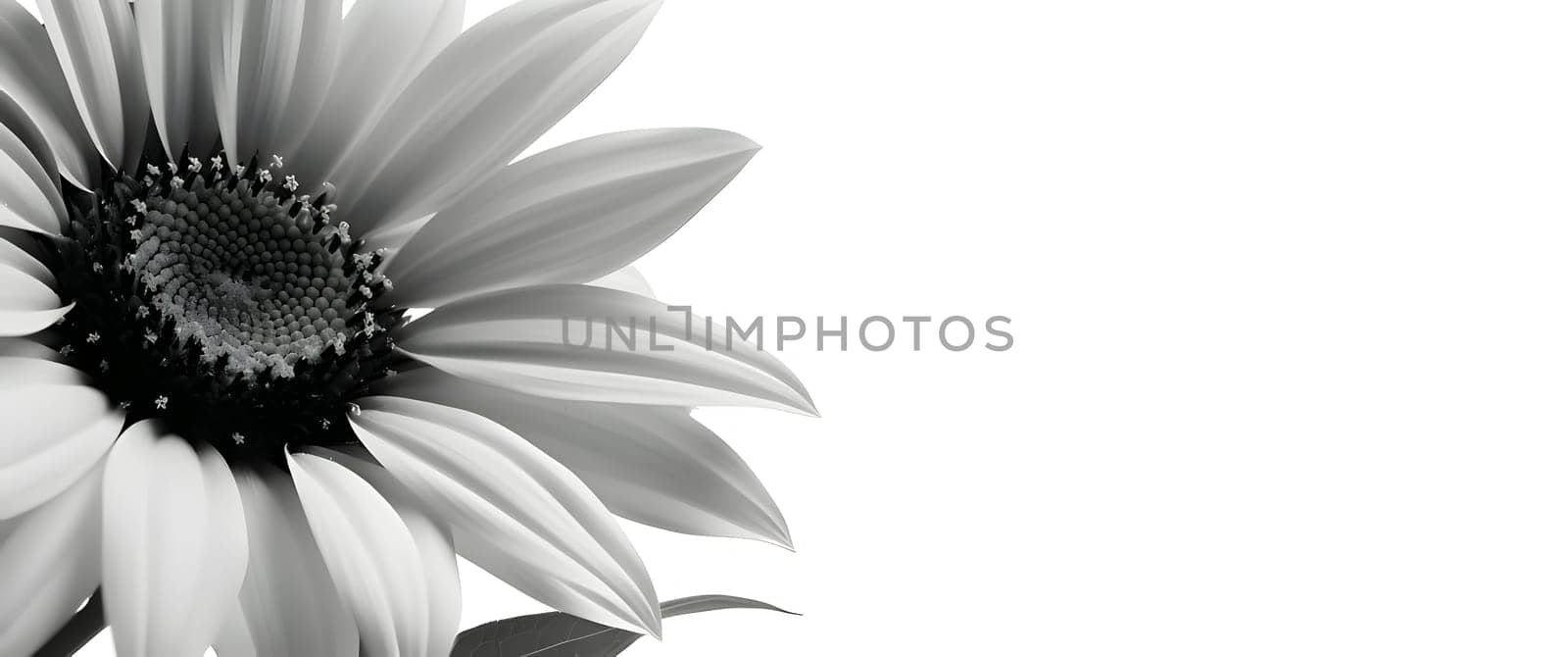 Banner, sunflower in shades of gray on a white isolated background, space for the inscription. by ThemesS