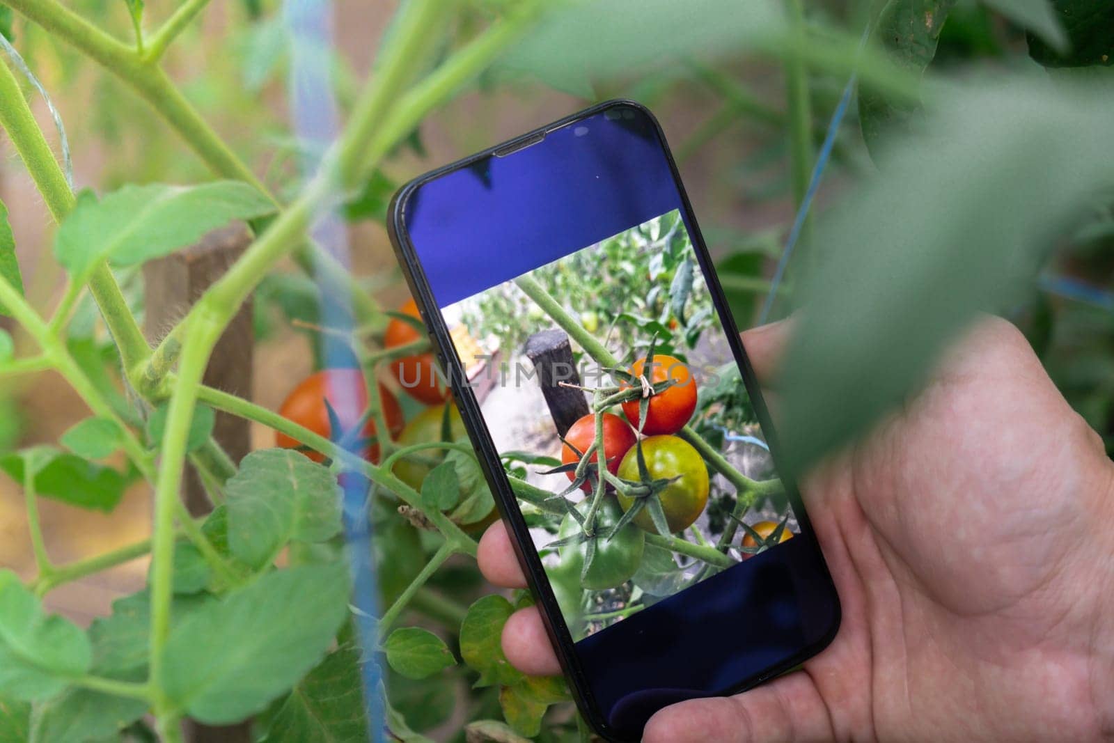 Hand of farmer photographing red cherry tomatoes harvest in garden with smartphone. Online selling through social media locally grown organic veggies from greenhouse. Smart farming technology by anna_stasiia