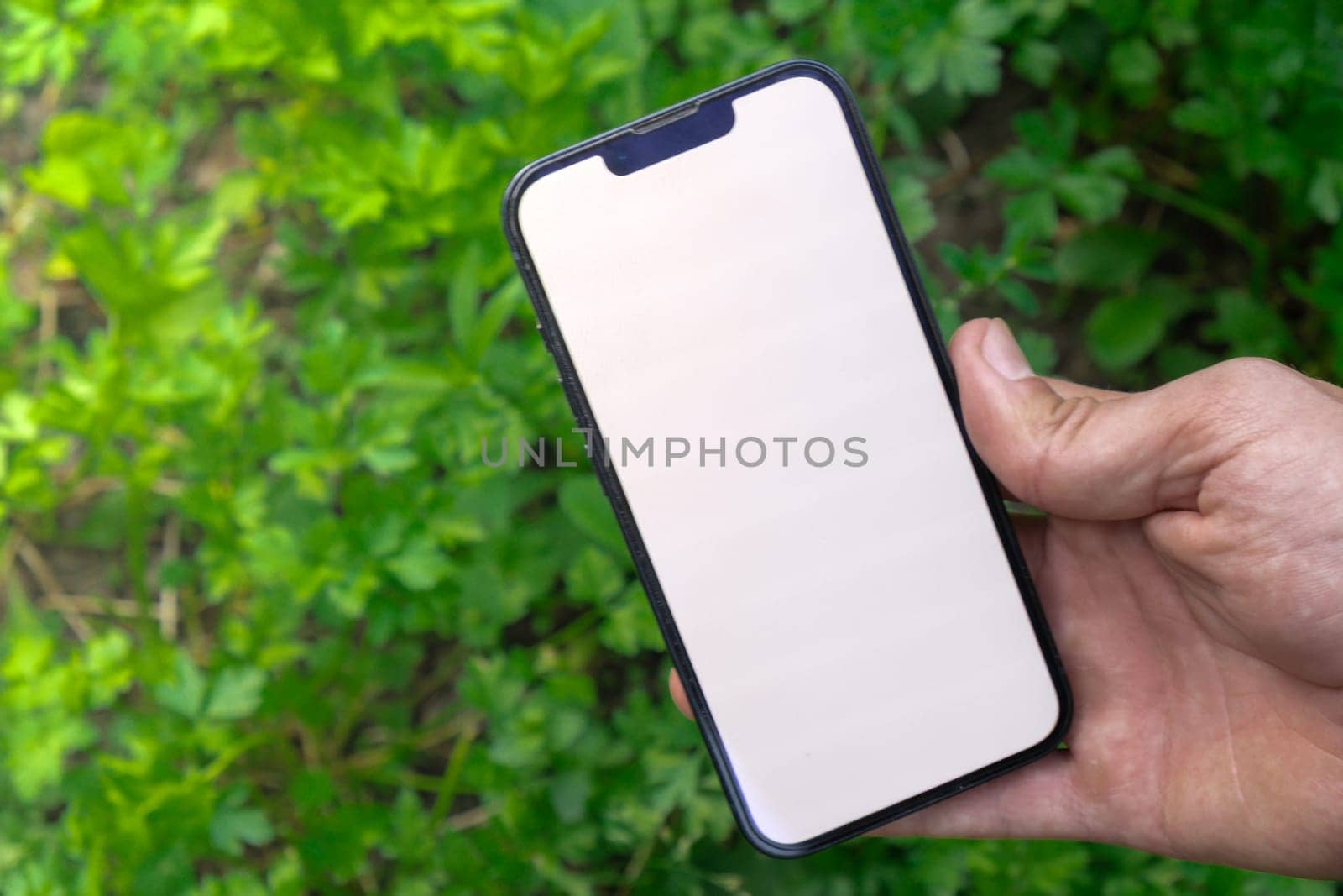 Concept of smart agriculture. Smartphone in farmer hand on background of green harvesting parsley. Blank empty white screen mock up phone advertisement technology