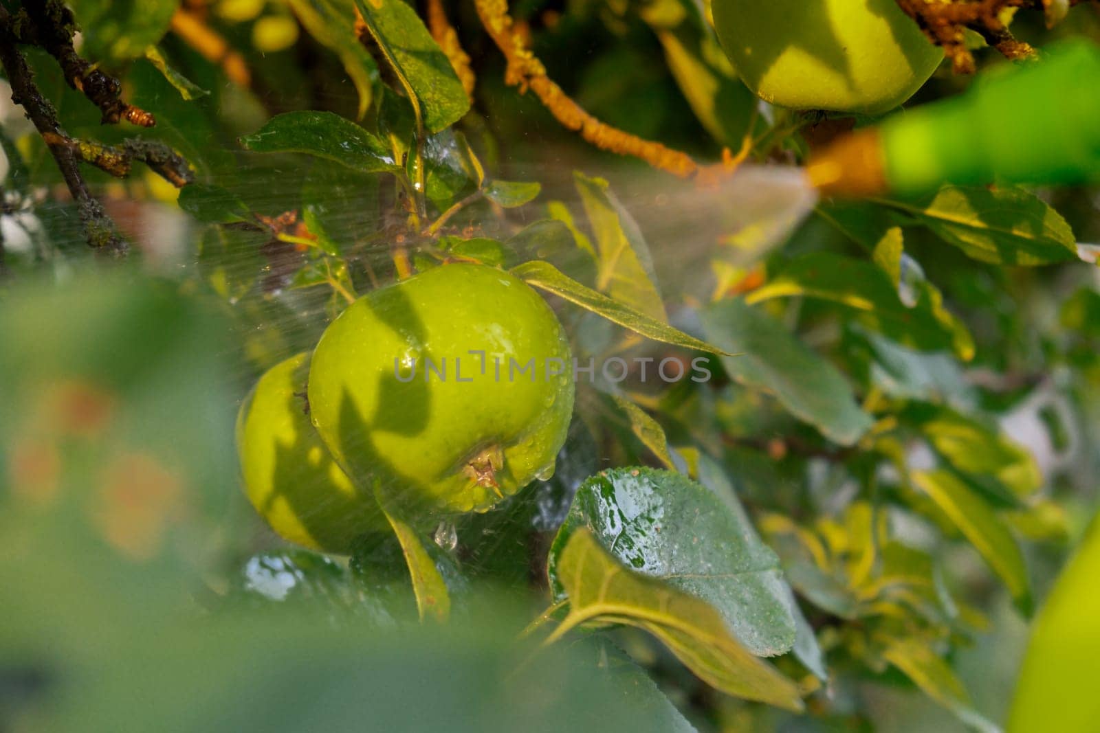 Close up of spraying insecticides and pesticides apple in garden open air during sunset. Harvest protection. Organic home gardening and cultivation of greenery concept. Locally grown by anna_stasiia