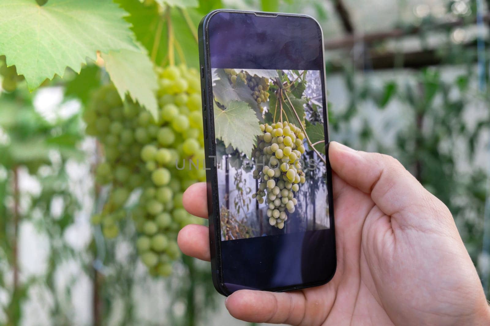 Hand of winemaker photographing green grapes harvest in garden with smartphone. Online selling through social media locally grown organic veggies from greenhouse. Smart farming technology concept