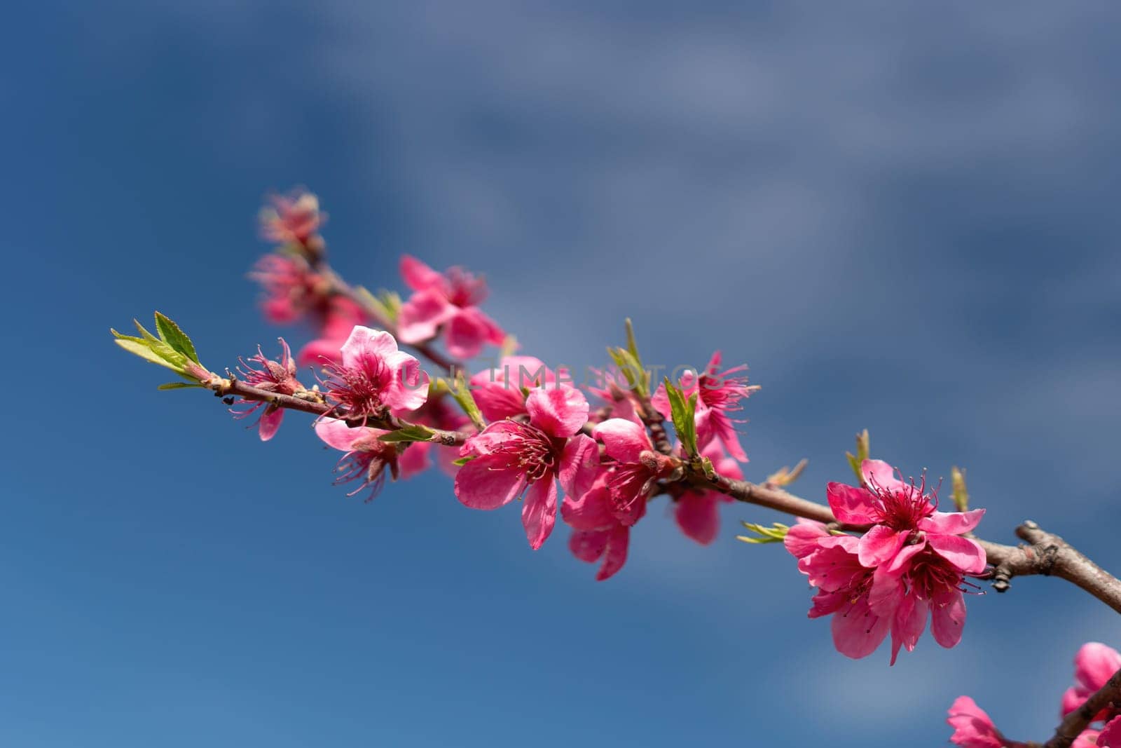 Pink flowers peach tree branch with a blue sky in the background. The flowers are in full bloom and the sky is clear and bright. by Matiunina