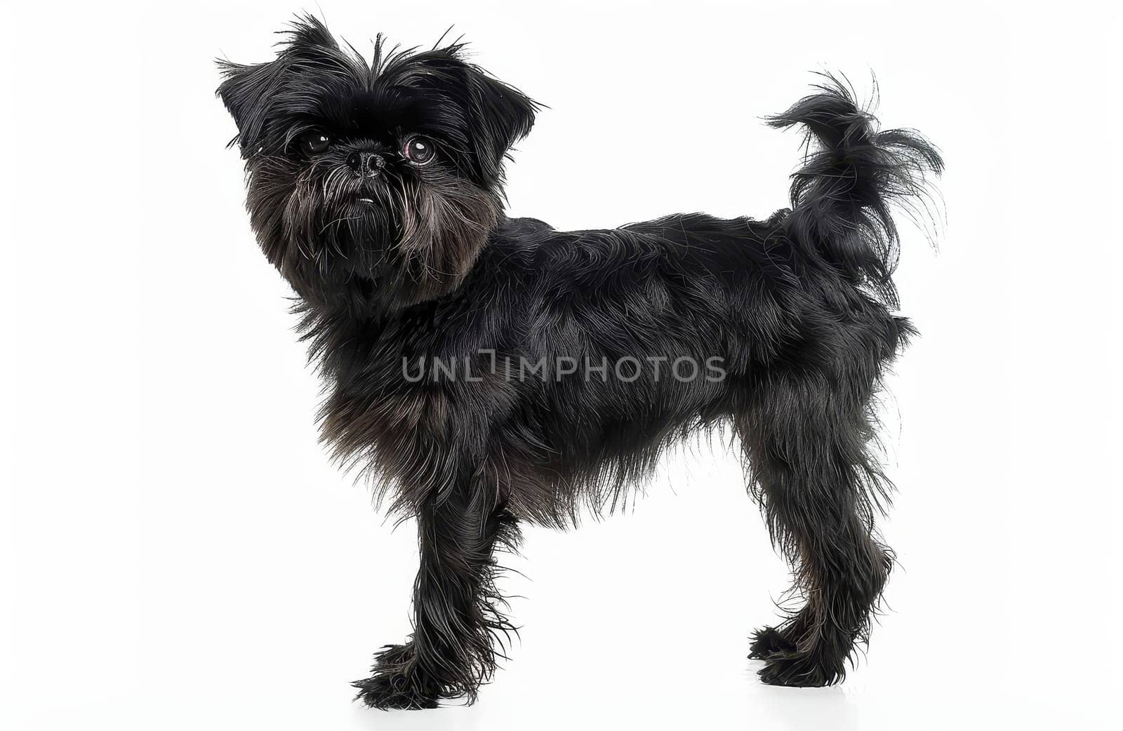 This image captures a playful Affenpinscher standing, its coat flowing and tail whimsically curled. The dog's lively spirit and compact stature are prominently displayed. by sfinks