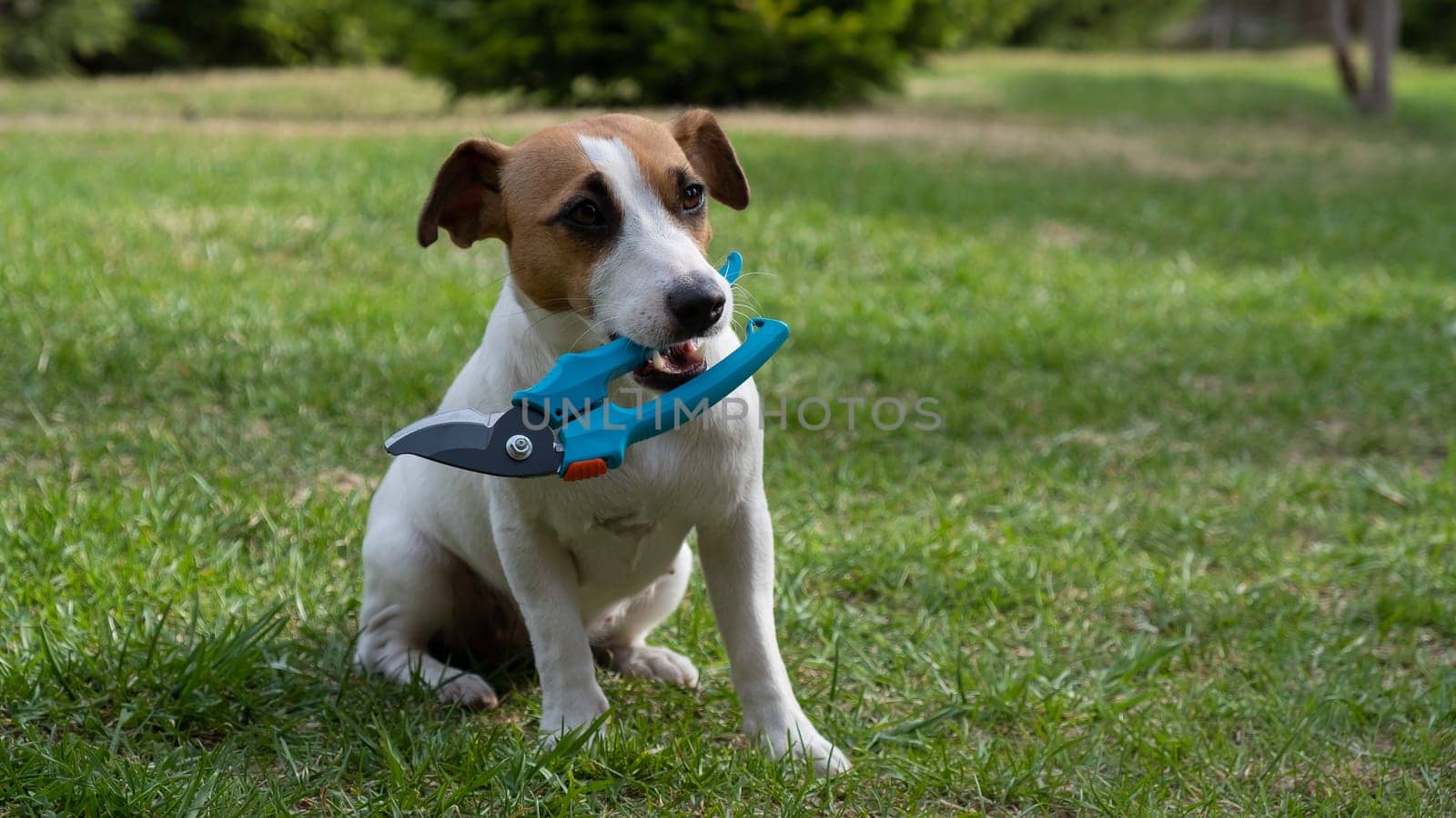 The dog is holding a pruner tool. Jack russell terrier holds gardener tools and is engaged in farming