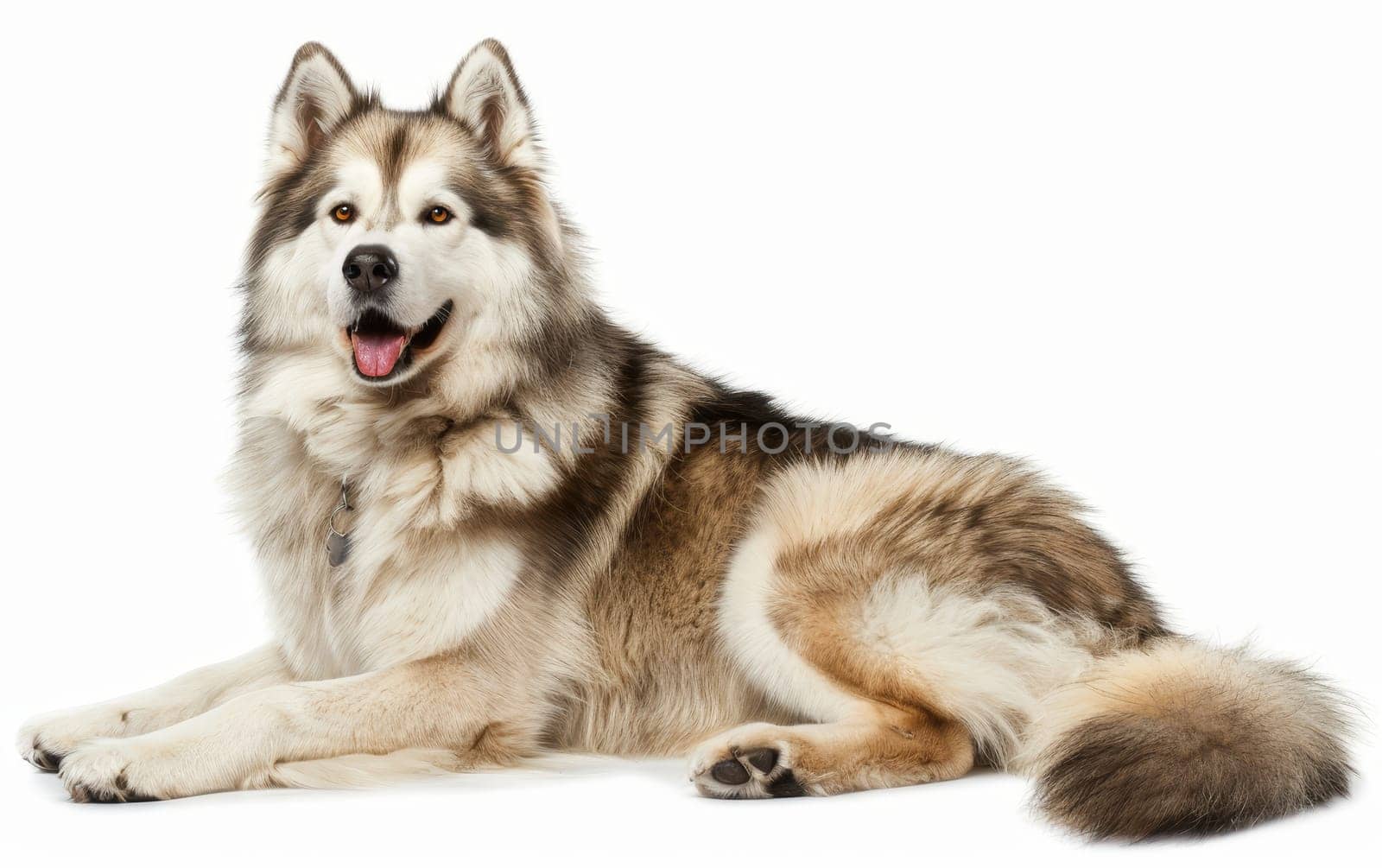 An exuberant Alaskan Malamute sits attentively, its tongue out in a happy pant and eyes sparkling with joy. The robust build and lush coat highlight the breed's adaptability to cold climates. by sfinks