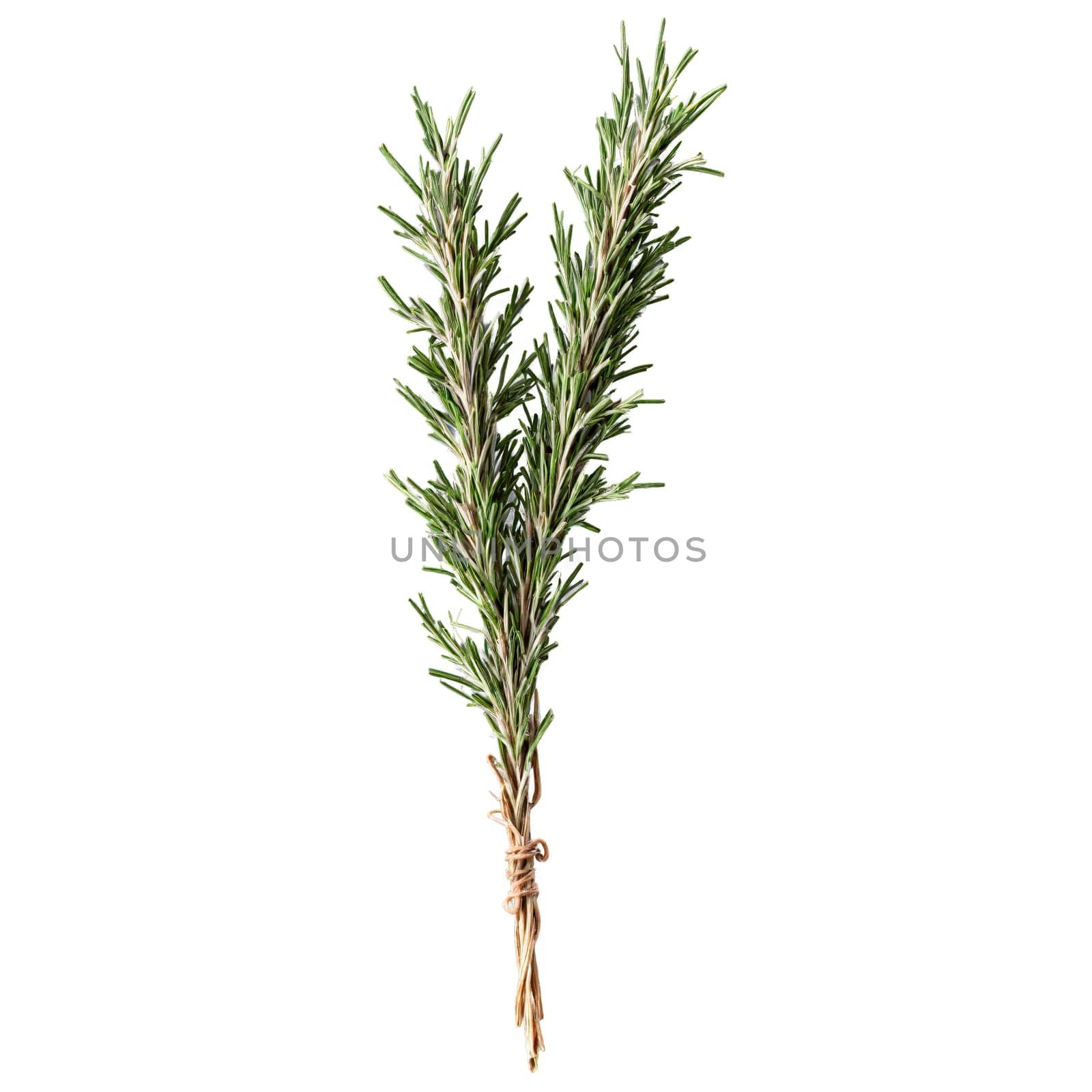 Dried rosemary needles dark green color slender leaves woody stems Food and culinary concept by panophotograph
