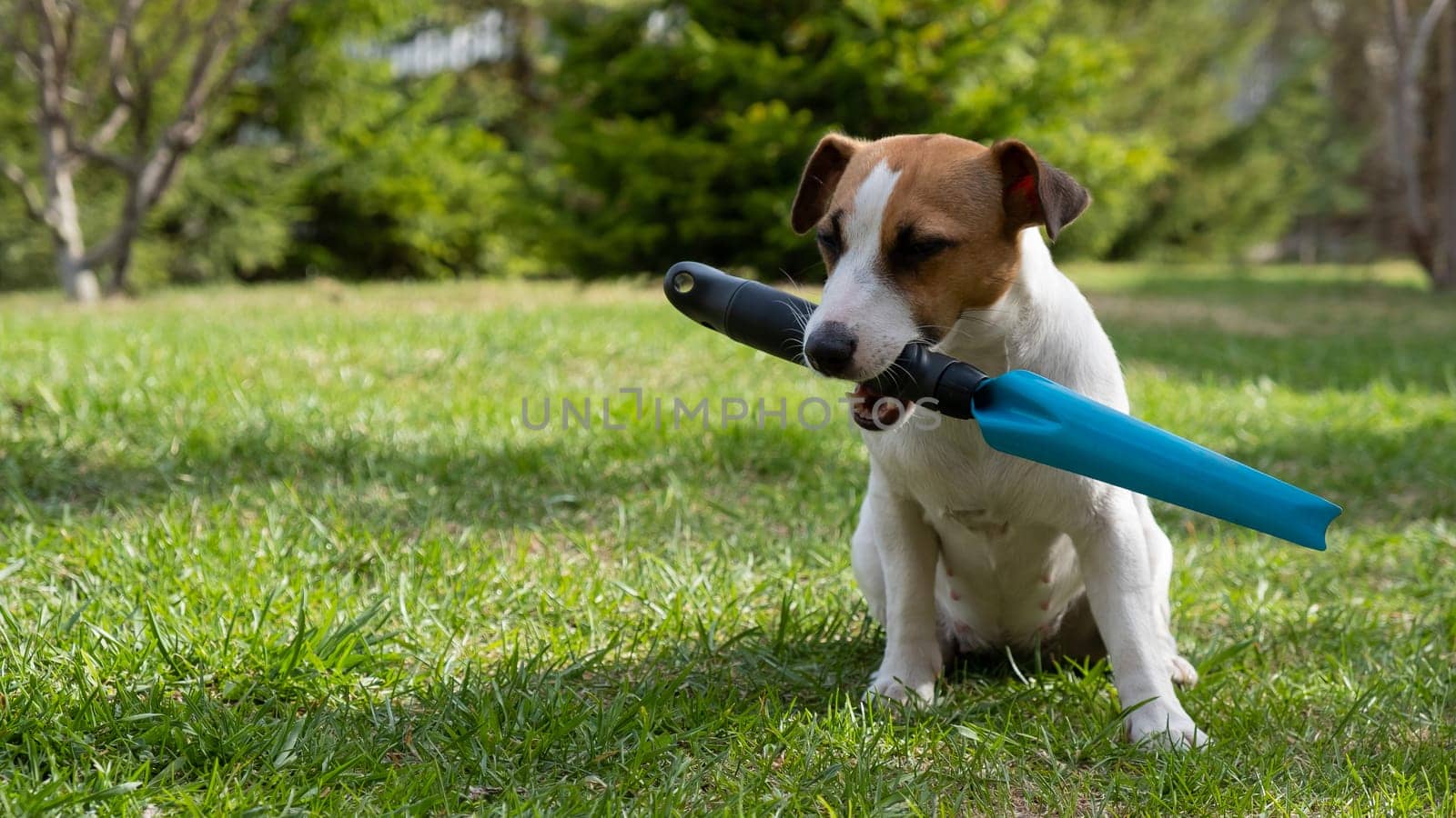 The dog holds the gardener's tool in his mouth on the lawn. Jack Russell Terrier is engaged in agriculture.