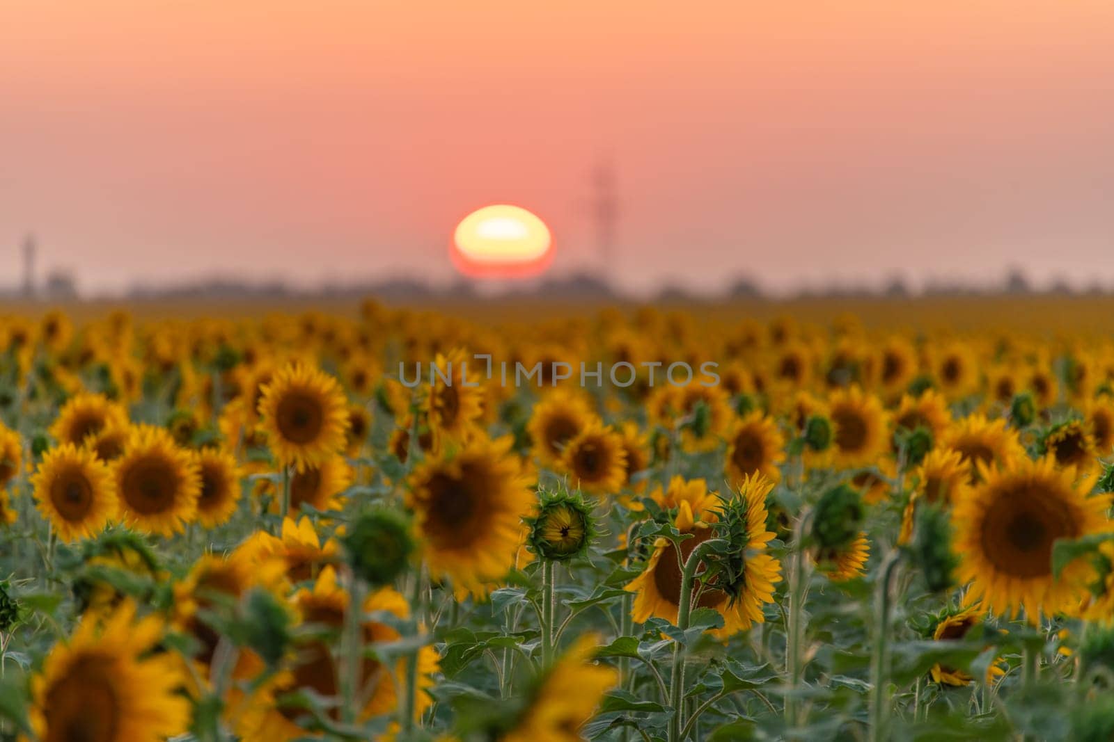 Field sunflowers in the warm light of the setting sun. Summer time. Concept agriculture oil production growing. by Matiunina