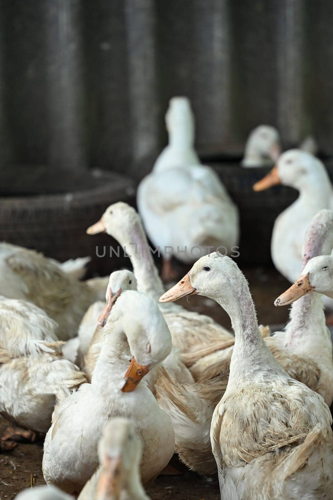 Flock of ducks on the rural farm. Poultry and subsistence farming concept by prathanchorruangsak