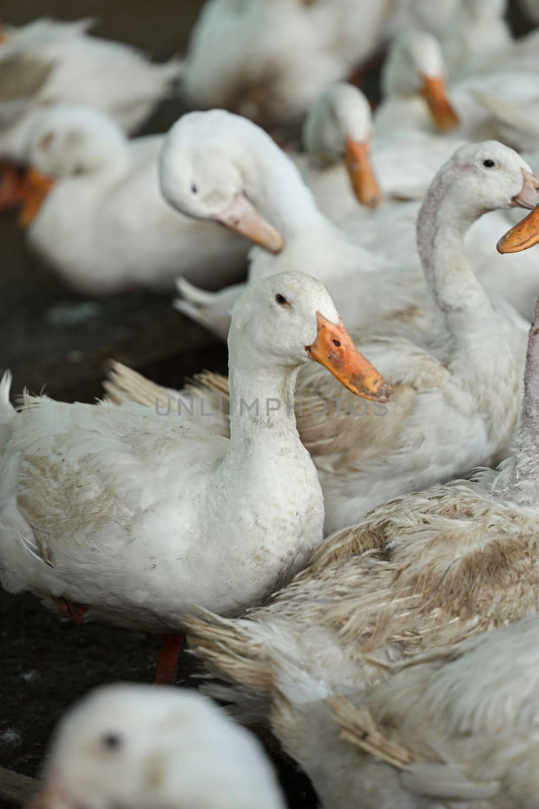 Flock of white domestic duck on the rural farm. Poultry and subsistence farming concept.