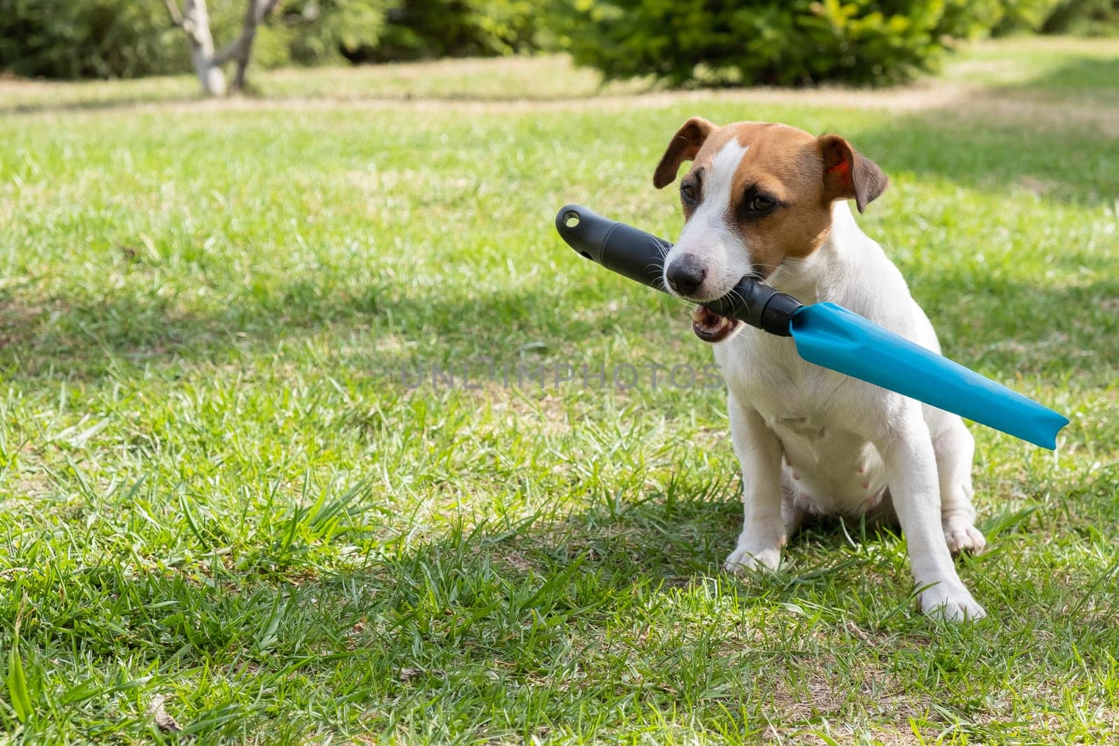 The dog holds the gardener's tool in his mouth on the lawn. Jack Russell Terrier is engaged in agriculture.