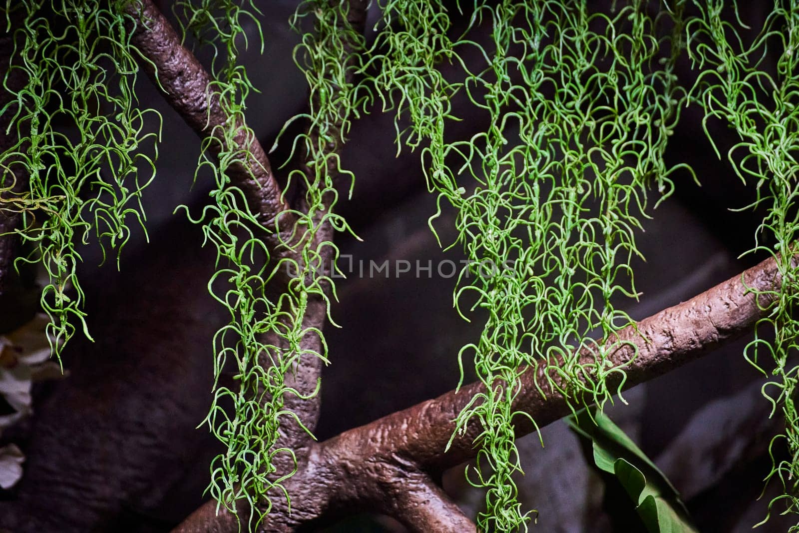 Lush green tendrils cascade from gnarled branches, showcasing growth and vitality in a botanical setting.