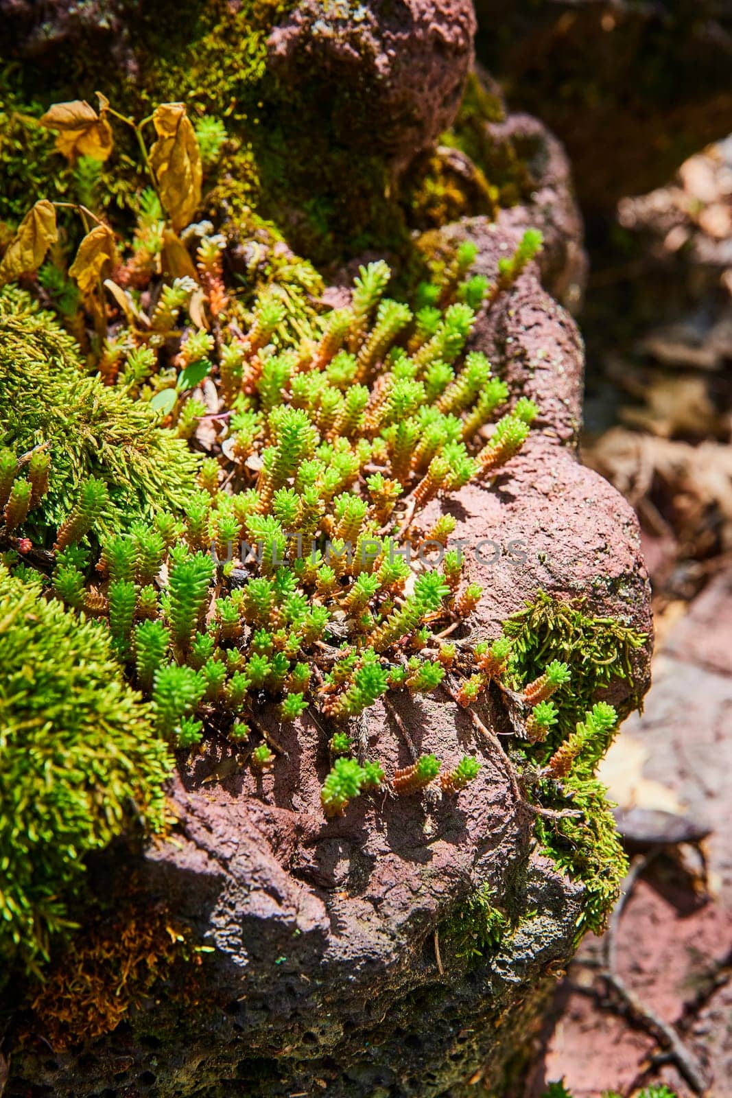 Lush sedum thrives on a mossy volcanic rock, showcasing nature's resilience in a vibrant close-up.