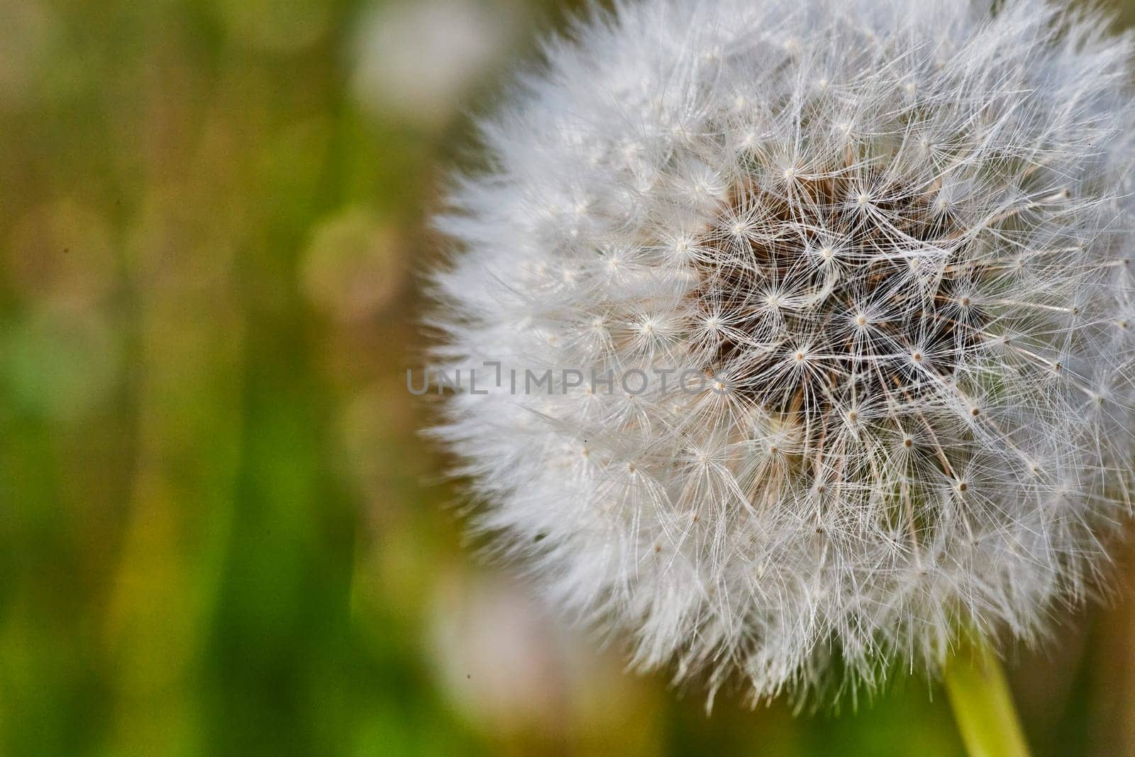 Close-up of a dandelion seed head, captured in Fort Wayne, Indiana, highlighting nature's intricate beauty.