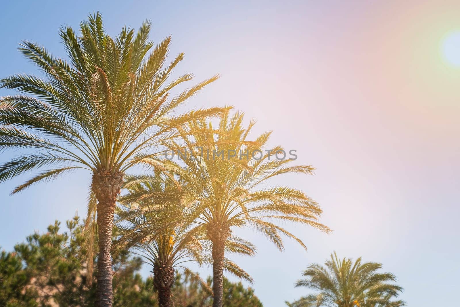 Coconut Palms tree with blue sky,beautiful tropical background.