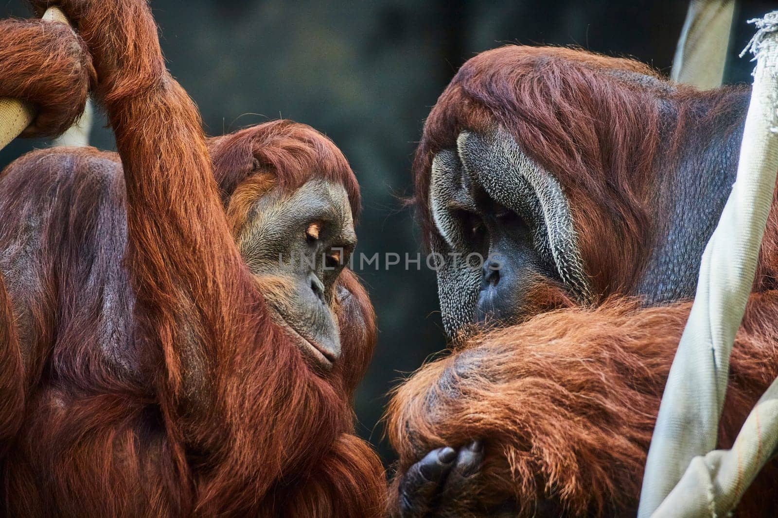 Tender moment between two Sumatran orangutans at Fort Wayne Children's Zoo, Indiana, showcasing wildlife conservation.
