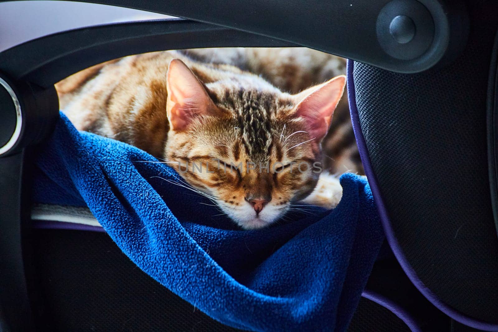 Sleeping Bengal cat on a blue blanket in a modern office chair, symbolizing a pet-friendly, tranquil workspace.