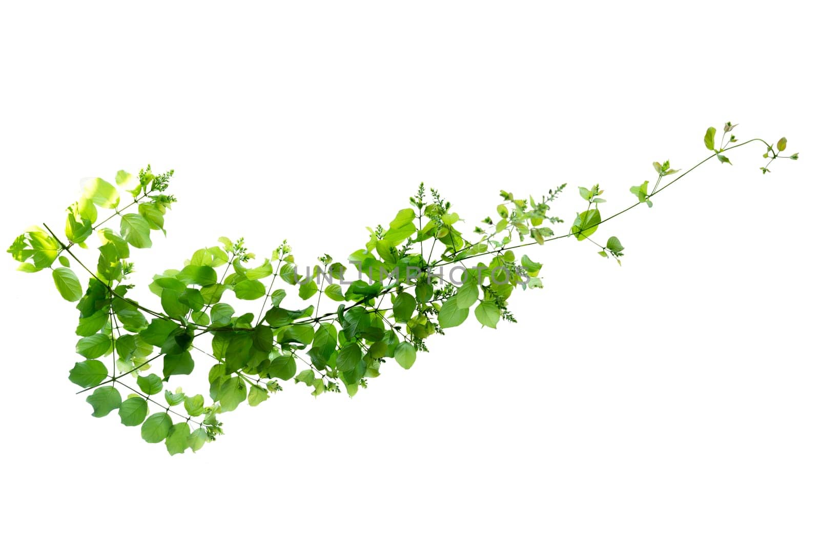 leaf vine isolates on a white background