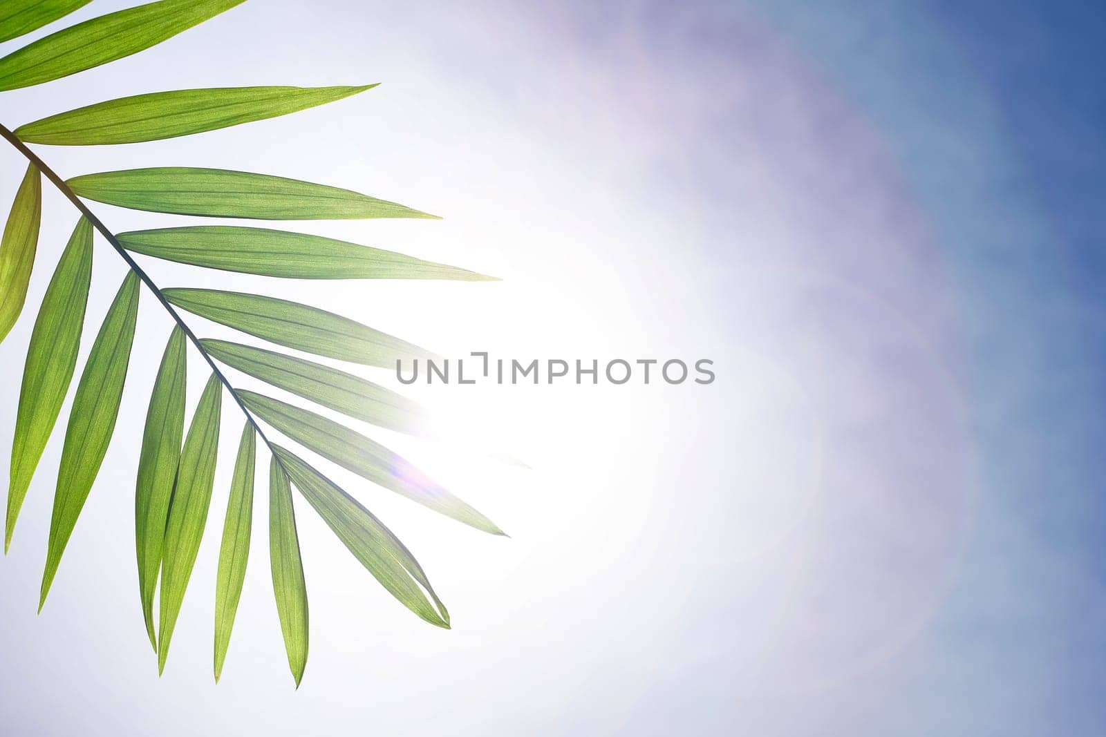 Creative layout made of green tropical leaves on blue background. Minimal summer exotic concept with copy space. by Annavish