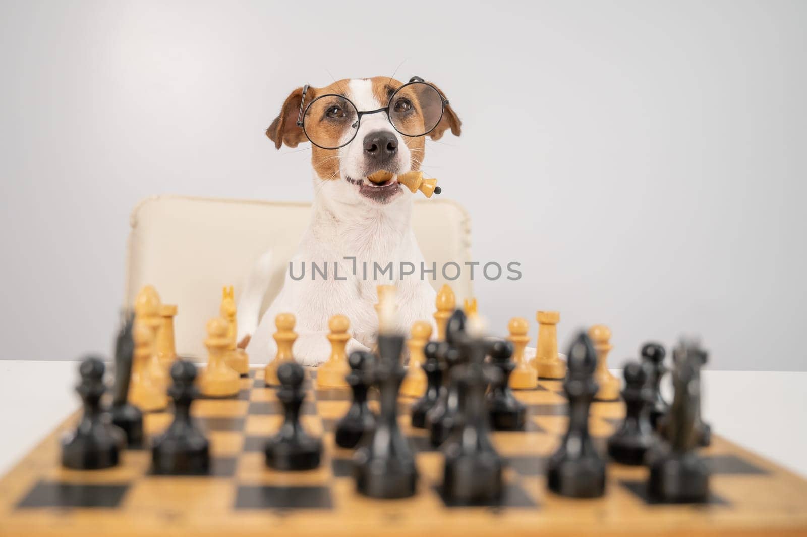Smart dog jack russell terrier in glasses plays chess and holds a queen in his mouth on a white background