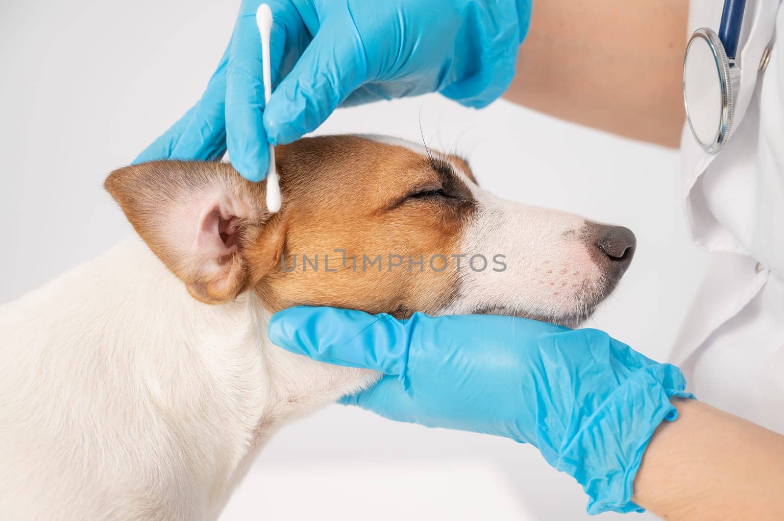 Vet cleans ears with a cotton swab to dog jack russell terrier on a white background