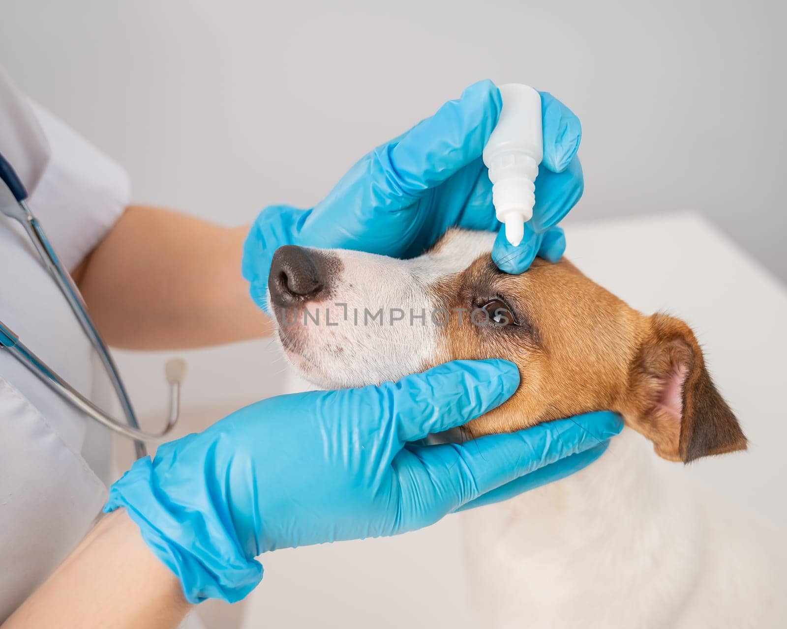 Female veterinarian dripping eye drops to jack russell terrier dog on white background
