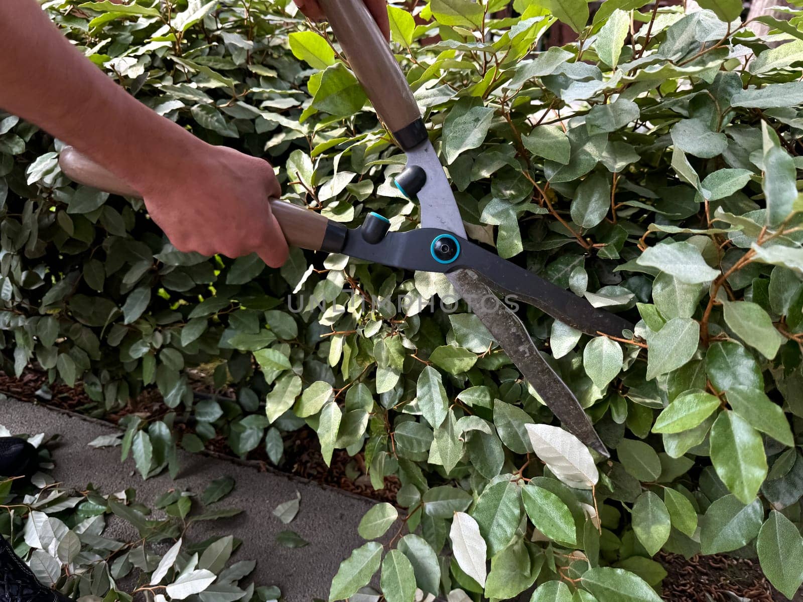 Close up of man using garden shears to trim and shape lush green ivy, focusing on plant care and landscape maintenance, outdoor gardening activity on sunny day. High quality photo