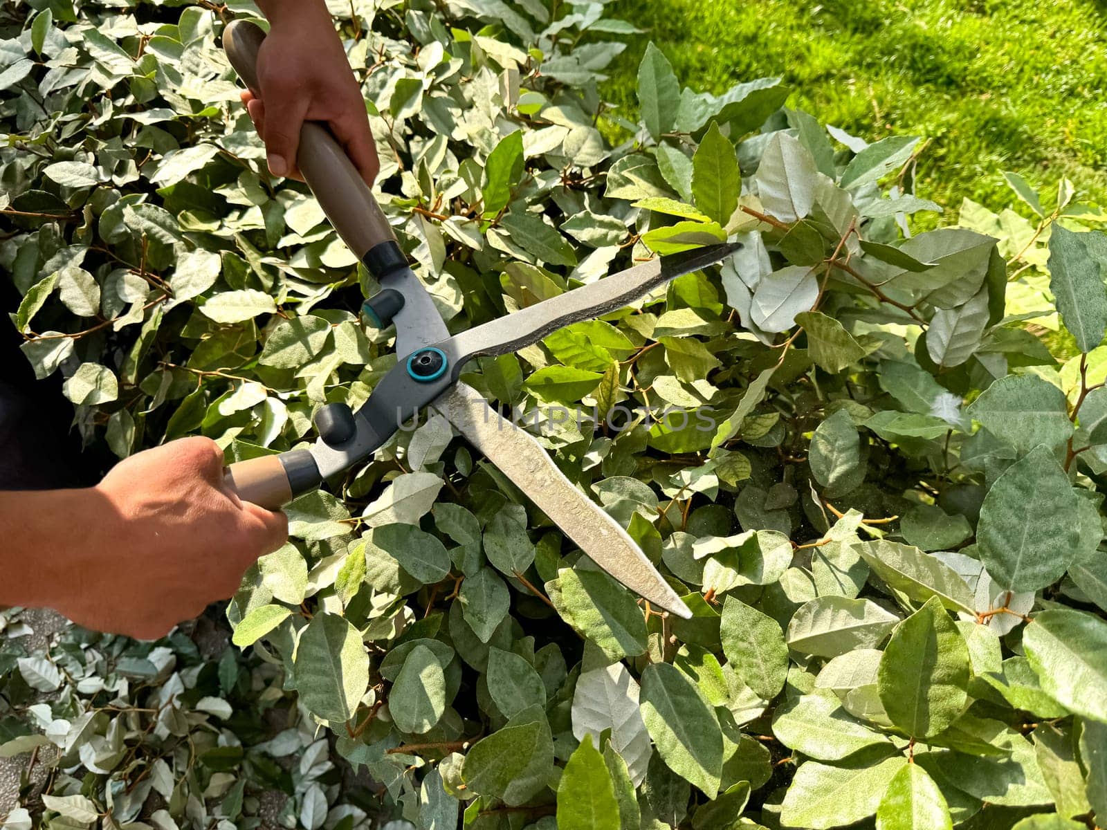 Close up of hands using garden shears to prune lush green bushes during sunny day. Detailed gardening work and plant care. Trimming growing garden fence. High quality photo