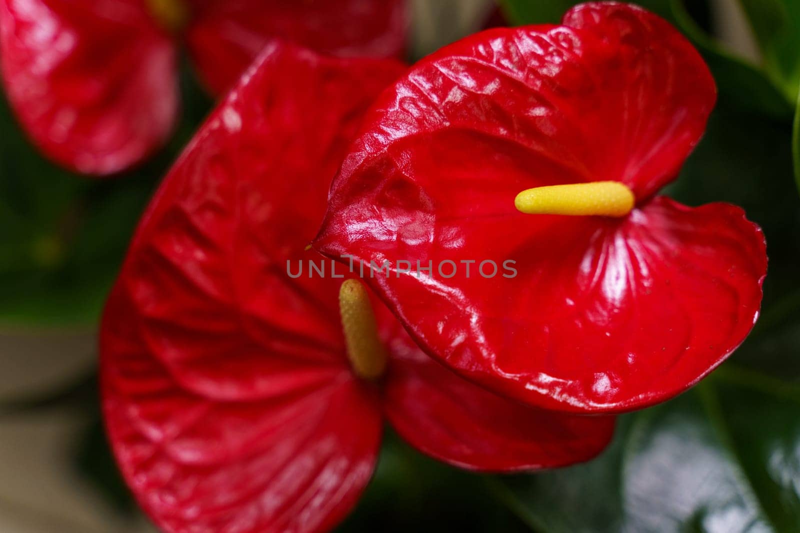 A detailed view of vibrant red flowers Anthurium Minnesota blooming in a pot, showcasing their intricate petals and lush green leaves in a close-up shot.