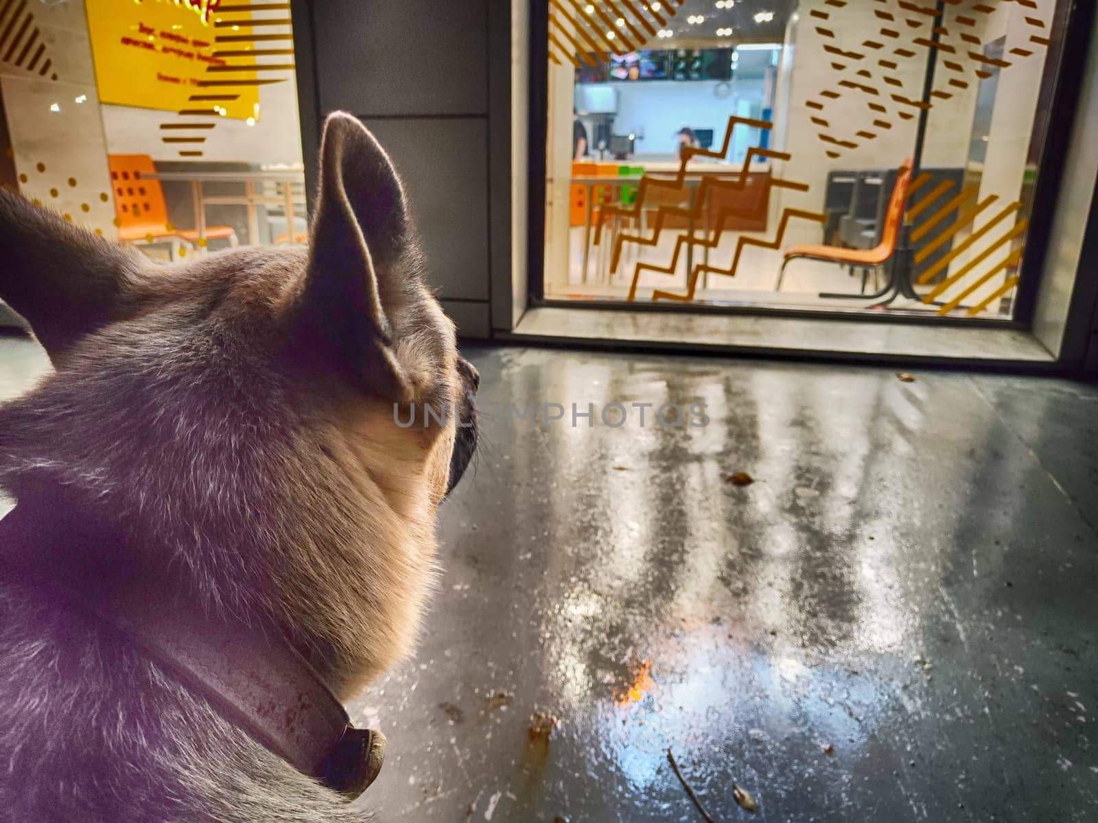 A lost shepherd dog near the window of a restaurant or store. A sad frozen hungry pet. Homeless animal by keleny