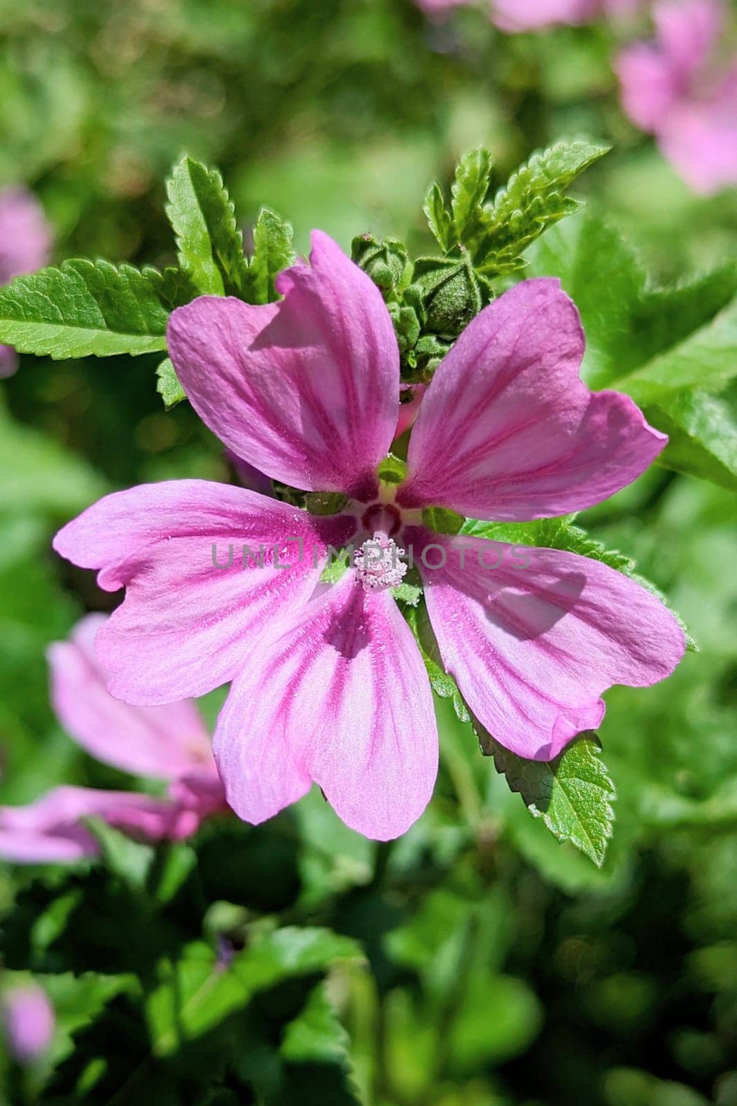 A macro shot of a magenta flower with green leaves in the backdrop. The plant is an herbaceous groundcover, an annual flowering plant