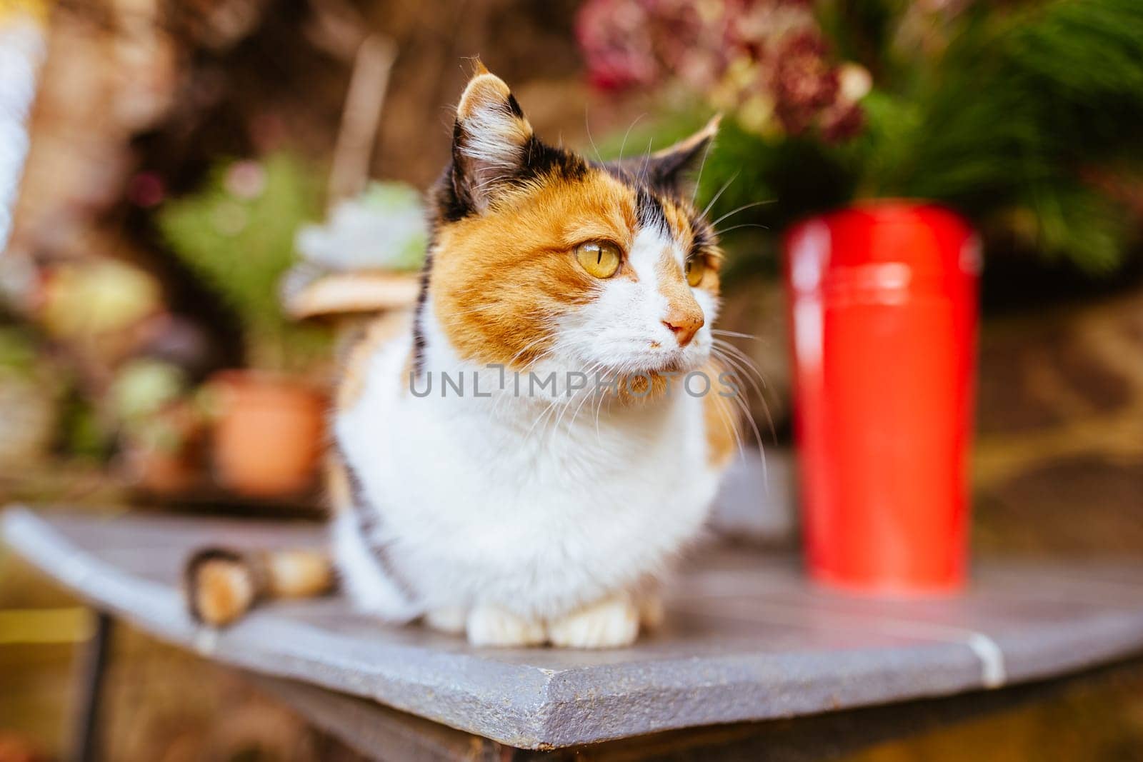 Pet Cat in Hepburn Australia by FiledIMAGE