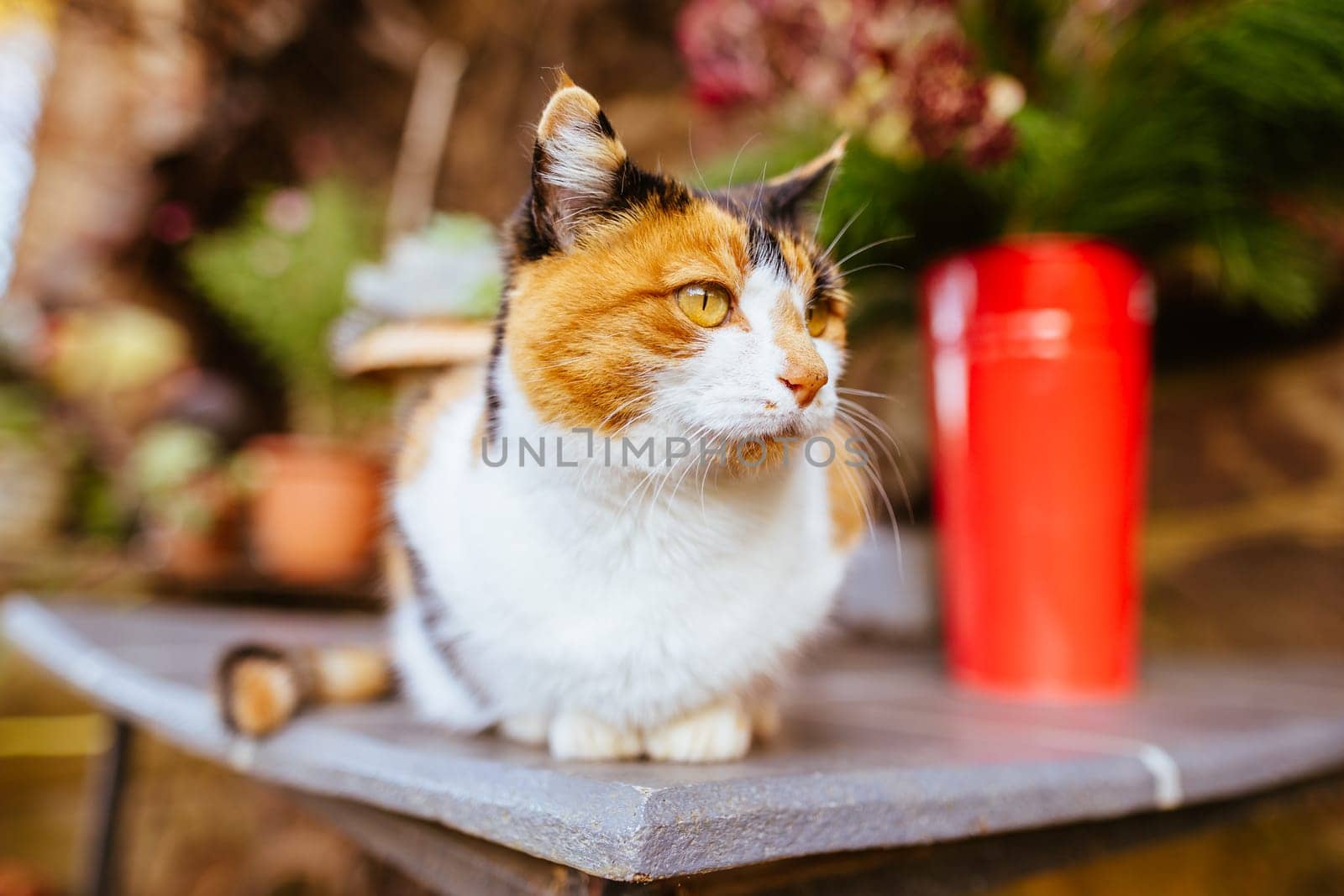 A pet cat isolated by itself poses in Hepburn, Victoria, Australia