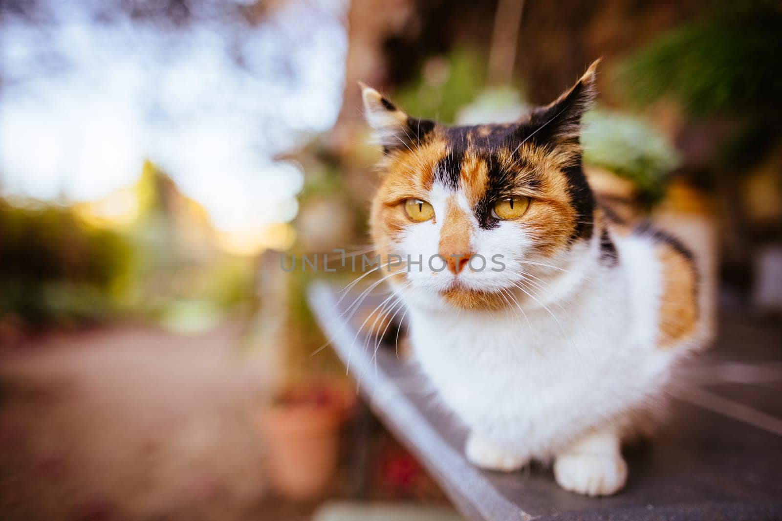 A pet cat isolated by itself poses in Hepburn, Victoria, Australia