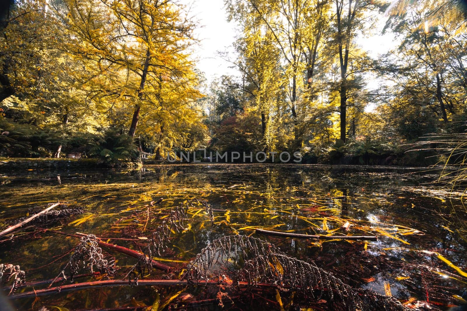 Alfred Nicholas Memorial Gardens on a warm sunny autumn day in the Dandenongs regoion of Sassafras, Victoria, Australia