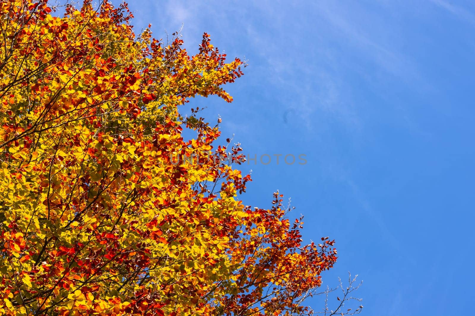 Leaves at Alfred Nicholas Memorial Gardens on a warm sunny autumn day in the Dandenongs regoion of Sassafras, Victoria, Australia