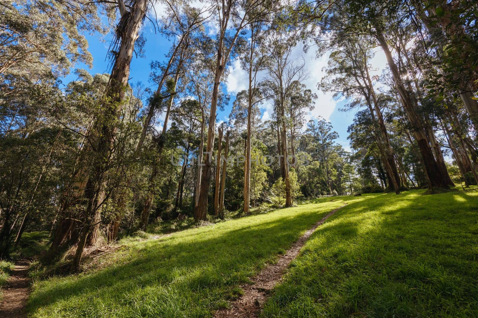 Grants Picnic Ground and Lyrebird Walk on a warm sunny autumn day in the Dandenongs region of Kallista in Melbourne, Victoria, Australia