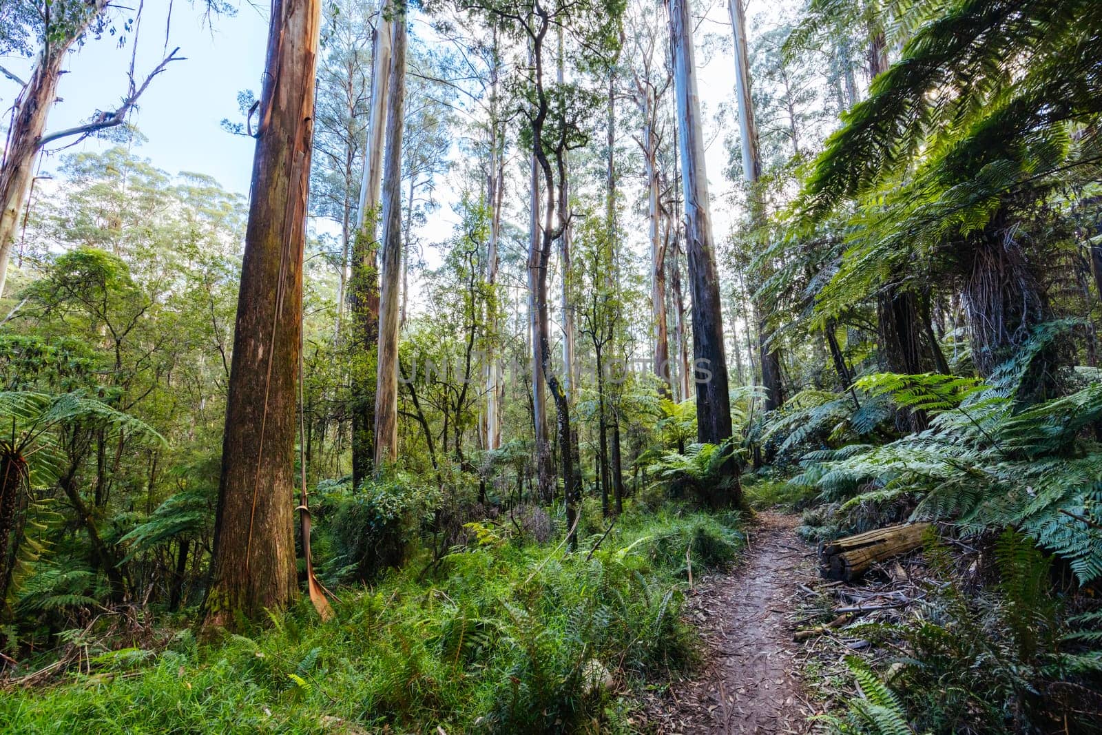 Grants Picnic Ground and Lyrebird Walk on a warm sunny autumn day in the Dandenongs region of Kallista in Melbourne, Victoria, Australia