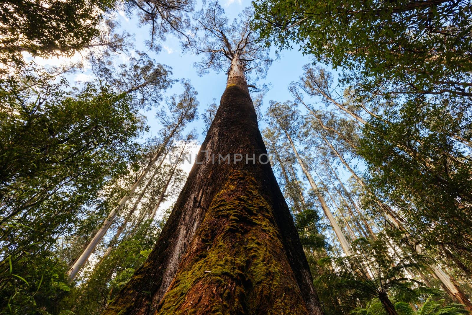 Grants Picnic Ground and Lyrebird Walk on a warm sunny autumn day in the Dandenongs region of Kallista in Melbourne, Victoria, Australia